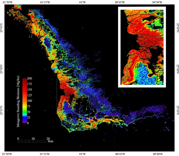 Mangrove Biomass Map