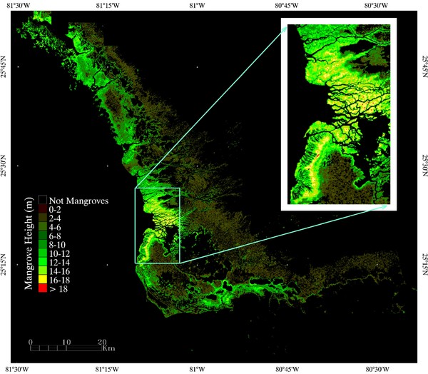 Mangrove Height Map