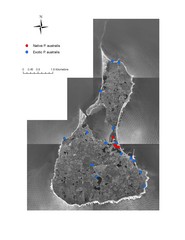 Native and Exotic Phragmites on Block Island Map